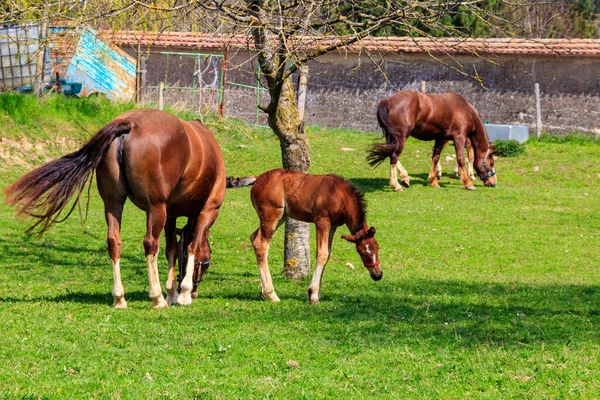 Chestnut Horses Grazing Green Alpine Meadow — Stock Photo, Image