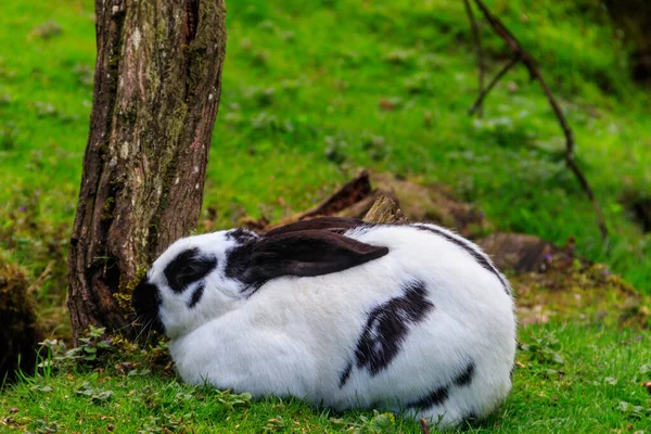 Bellissimo Coniglio Seduto Erba Verde Prato — Foto Stock