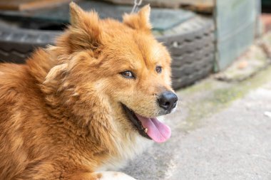 Güzel sarı bir köpeğin başını yakın.