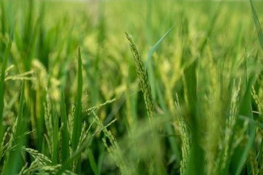 Kırsalda yeşil pirinç tarlaları ve olgunlaşmamış pirinç var.