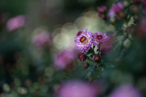 公園内の小さな紫色の菊は濃い緑の背景を背景にしています — ストック写真