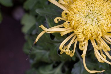 Parkta büyük sarı kasımpatılar