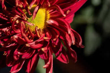 Parkta küçük kırmızı kasımpatılar