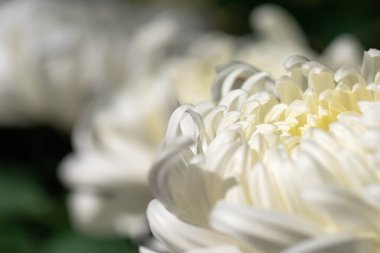 Büyük beyaz kasımpatılar parkta.