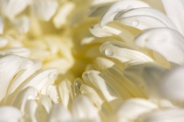 Büyük beyaz kasımpatılar parkta.