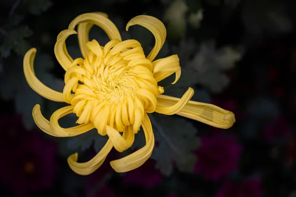 Grandes Crisantemos Amarillos Parque —  Fotos de Stock