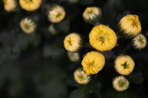 Kleine Gelbe Wilde Chrysanthemen Park — Stockfoto