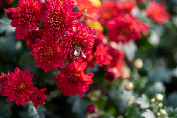 Маленькие Красные Хризантемы Парке — стоковое фото