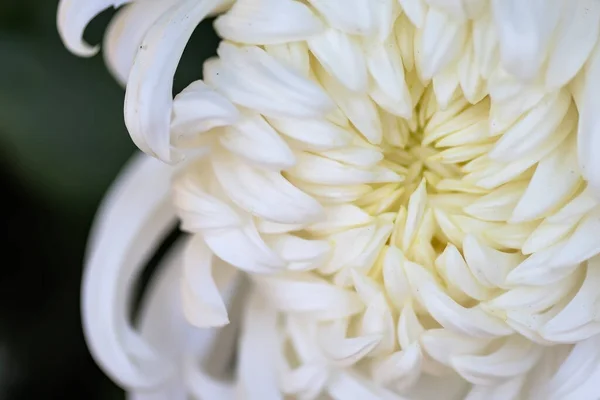 Big White Chrysanthemums Park — Stock Photo, Image