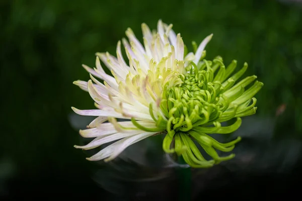 Light Green Big Chrysanthemums Park — Stock Photo, Image