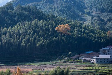 Sabah sisinde çay dağı ve orman