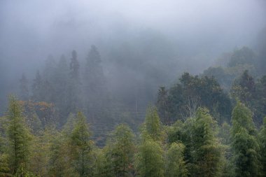 Sabah sisinde çay dağı ve orman