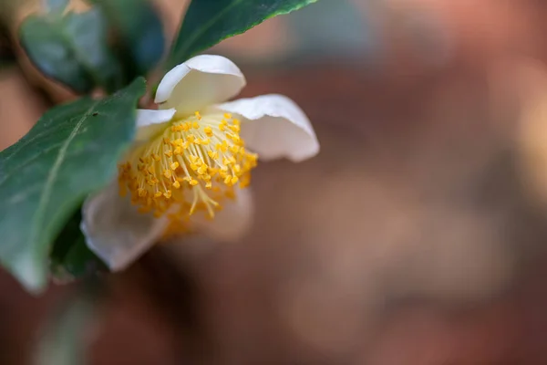 太陽の下では 白い花弁と黄色い花の核を持つ茶花が野生の茶林にあります — ストック写真