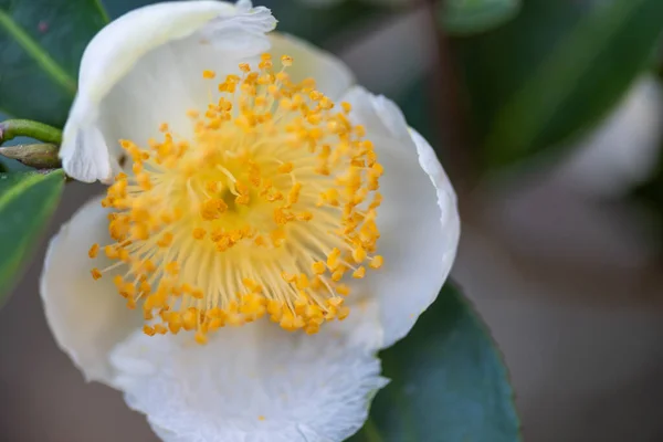 太陽の下では 白い花弁と黄色い花の核を持つ茶花が野生の茶林にあります — ストック写真