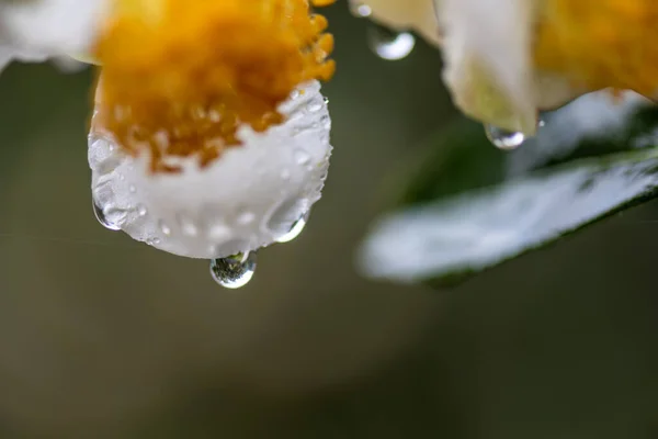 Квіти Чайного Дерева Під Дощем Пелюстки Краплями — стокове фото