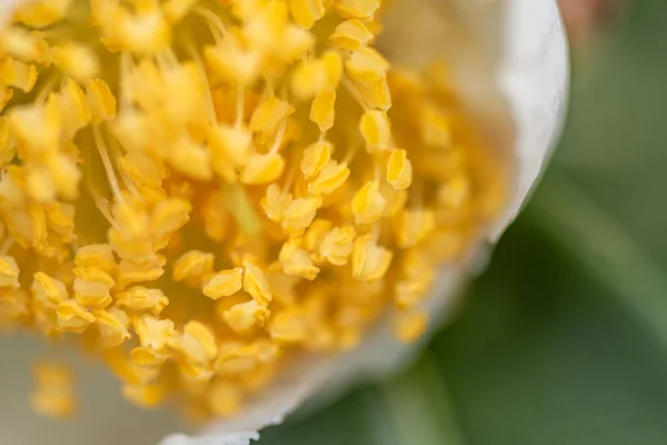 Fleurs Théier Sous Pluie Pétales Avec Gouttes Pluie — Photo