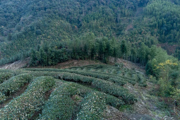 Rows of regular tea trees in the tea garden