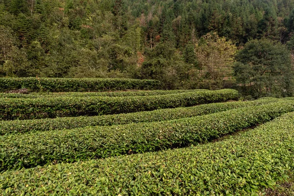 Rows of regular tea trees in the tea garden