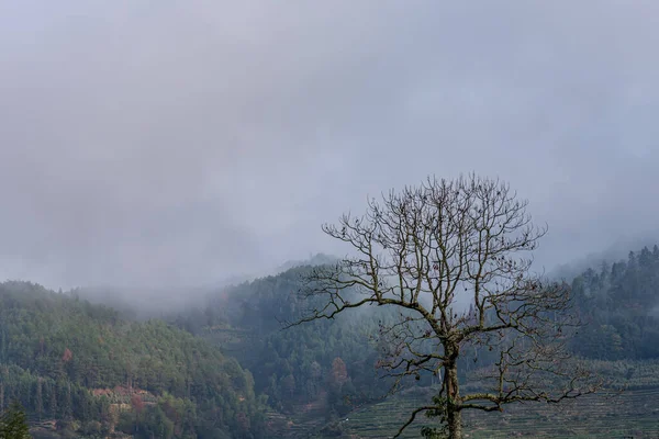 Chá Montanha Floresta Névoa Manhã — Fotografia de Stock