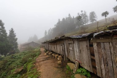 Sis içindeki ağaçlar ve sarı çayırlar