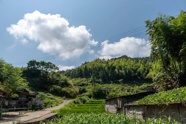 Camino Que Conduce Una Distancia País Con Casas Bosques Verdes — Foto de Stock