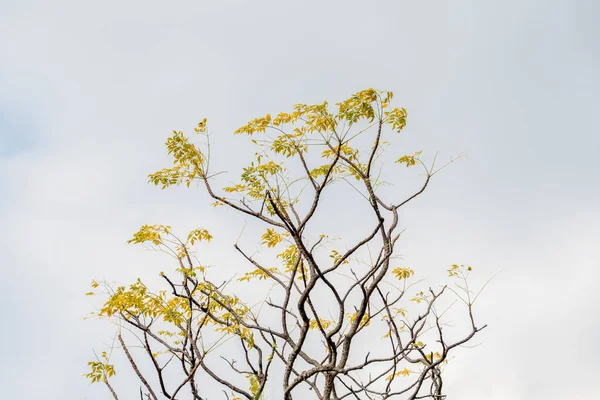 Дерева Під Блакитним Небом Білі Хмари Ростуть Жовтим Листям — стокове фото