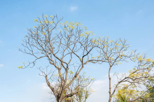 Δέντρα Κάτω Από Τον Γαλάζιο Ουρανό Και Άσπρα Σύννεφα Μεγαλώνουν — Φωτογραφία Αρχείου