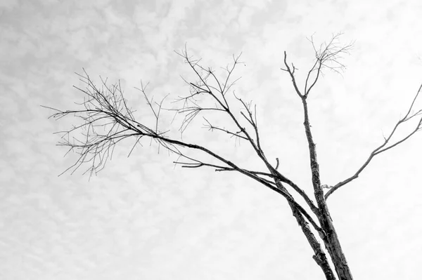黑白照片 天空下的枯树 — 图库照片