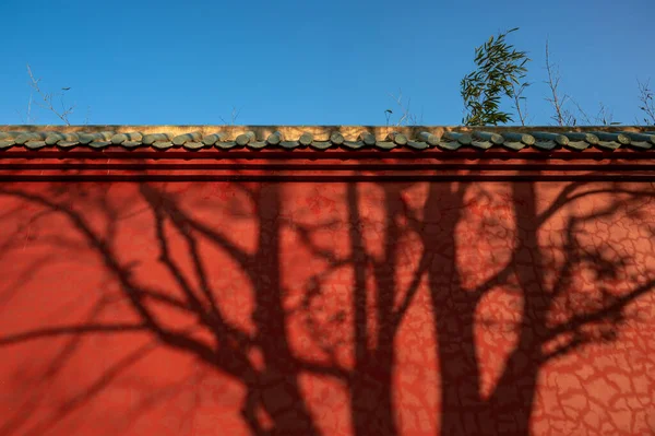 Sun Cast Shadow Tree Red Wall Temple Good Weather — Fotografia de Stock