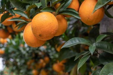 Yeşil dallar ve yapraklar altın portakallarla kaplıdır.