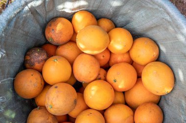 Meyve bahçesindeki portakallar sepete konur.