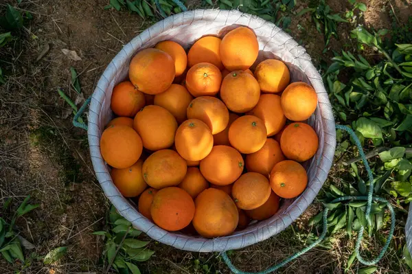 Oranges Orchard Put Basket — Fotografia de Stock