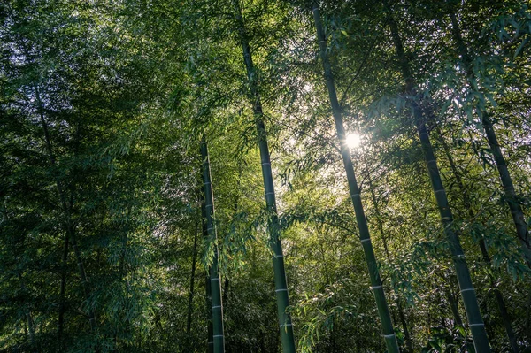 Bamboo Forest Blue Sky Sunny Day — Zdjęcie stockowe