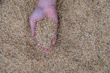 Pick up the light yellow rice without shelling with your hand