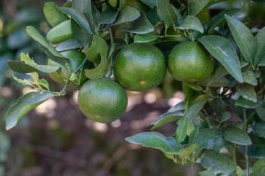 Some immature green oranges on the orange tree