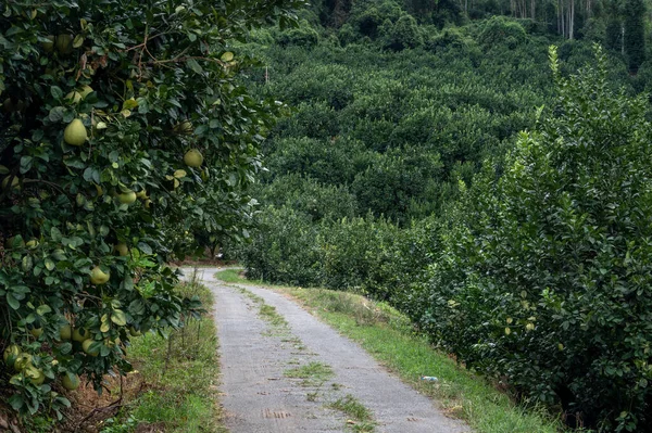 Uma Estrada Pomar Toranja Leva Distância Lado Uma Fileira Inteira — Fotografia de Stock