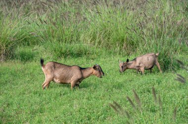 İki koyun çimenlerde otluyor.