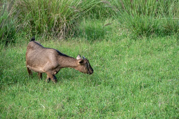 Een Schaap Graast Het Gras — Stockfoto