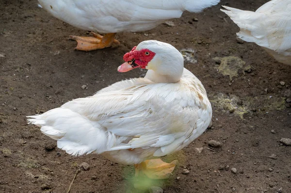 Large Snow White Muscovy Duck Raised Field — Stock Photo, Image