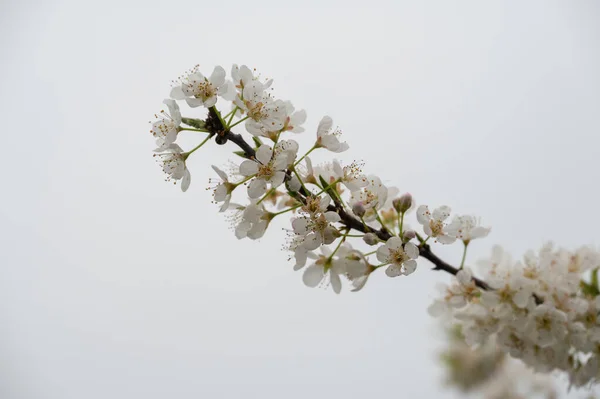 Die Weißen Pflaumenblüten Blühen — Stockfoto