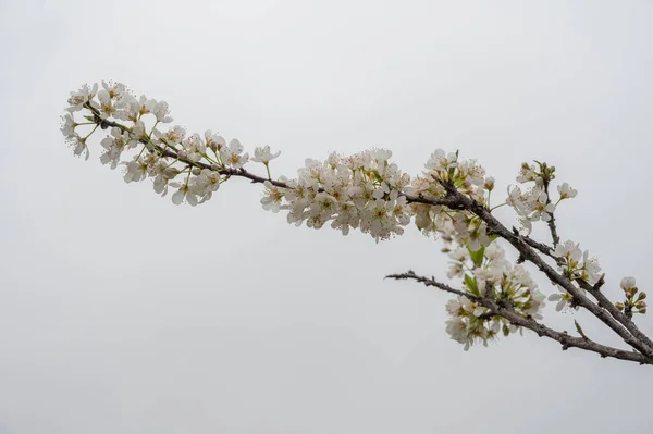 白梅花盛开了 — 图库照片