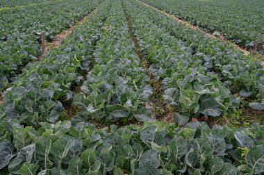 Çiftlik, sanayileşmenin ürettiği yeşil bir sebze tarlasıdır.