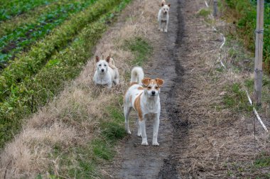 Tarlada beyaz bir köpek