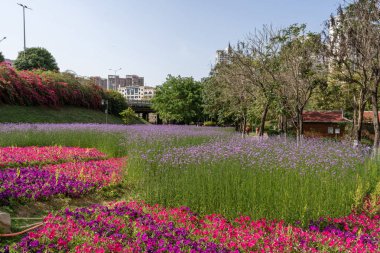 Mor Verbena çiçekleri açtı.