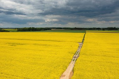 Tarım arazisi, karamsar bulutlu gökyüzü manzarası altında sarı kolza tarlaları.