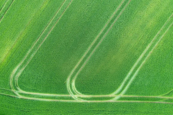 Top Aerial View Green Grain Field — Stock Photo, Image