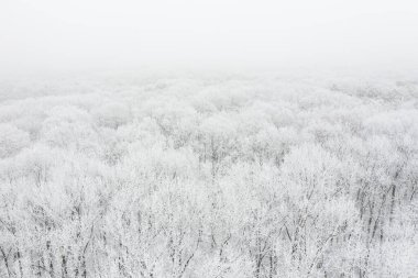 Kış ormanı kar ve buzla kaplı, hava manzarası