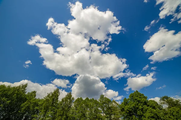 Grüner Wald Unter Blauem Himmel Mit Dynamischen Wolken Naturlandschaft — Stockfoto