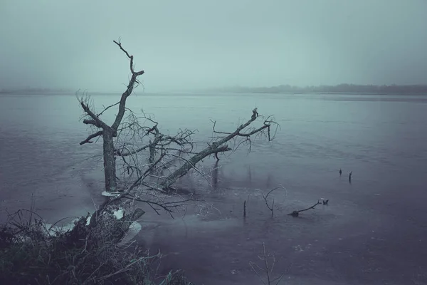 Fallen Tree Trapped Ice Frozen Lake Dark Depressing Winter Landscape — Stock Photo, Image