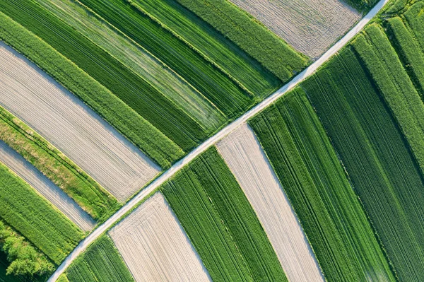 Green Rapeseed Cultivation Aerial Landscape Faded Colza Flowers Agriculture Theme — Stock Photo, Image